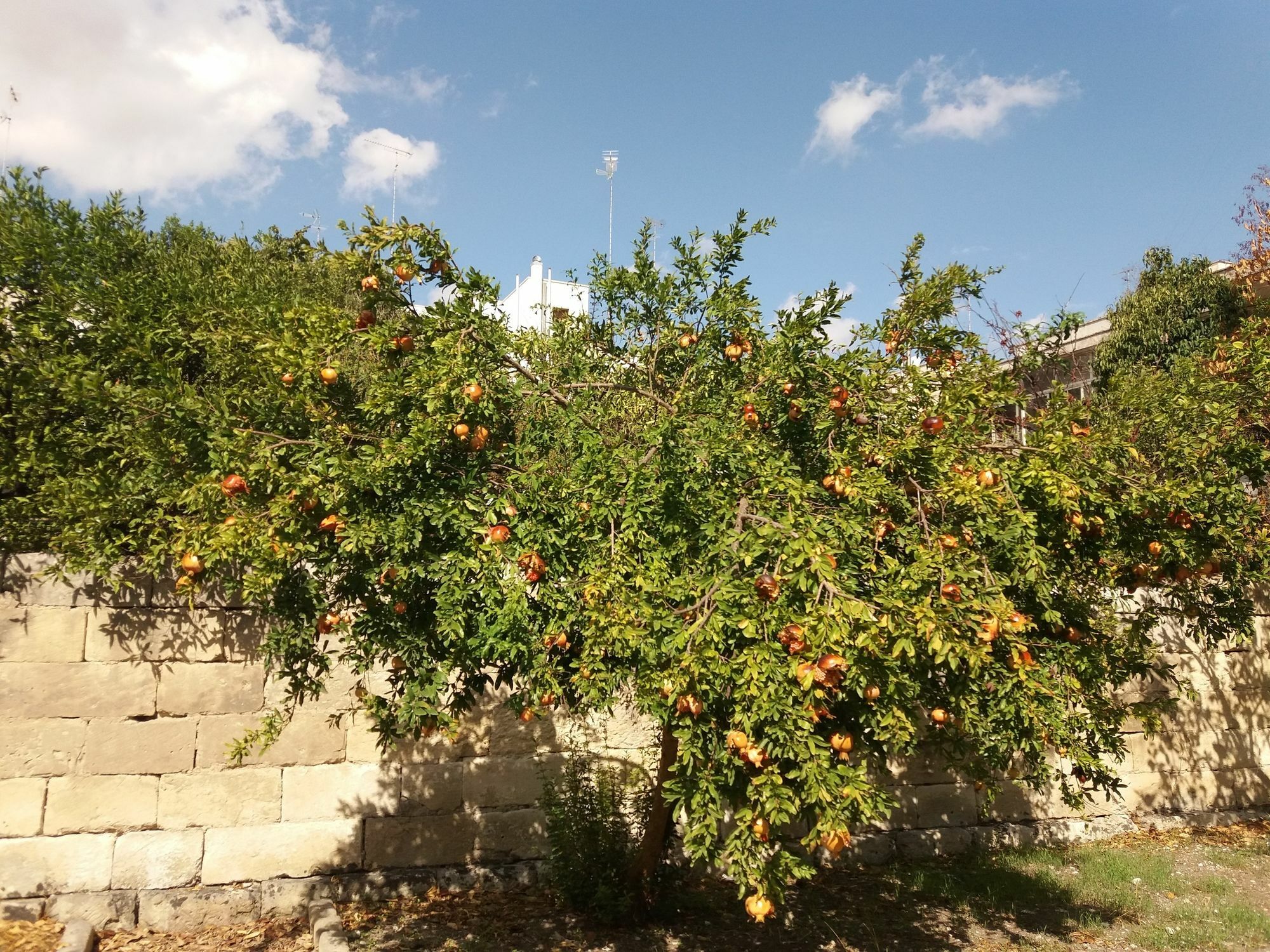 Il Giardino Delle Margherite Lecce Dış mekan fotoğraf
