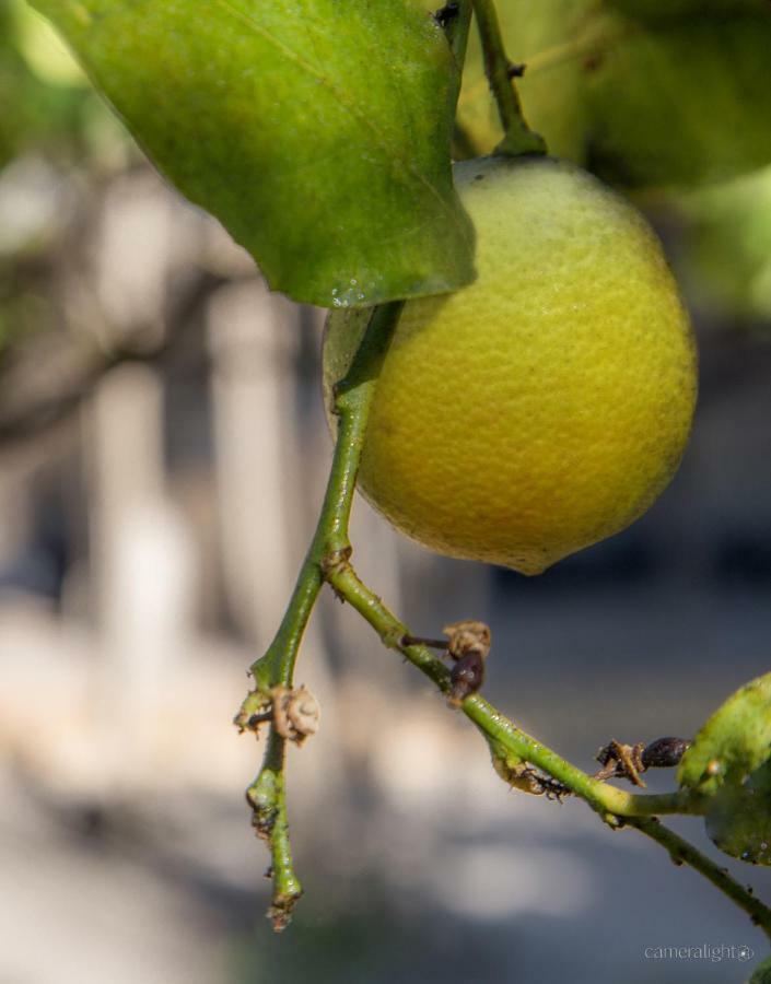 Il Giardino Delle Margherite Lecce Dış mekan fotoğraf